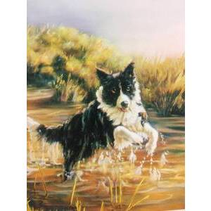 GREETING CARD - COMPLEANNO BORDER COLLIE